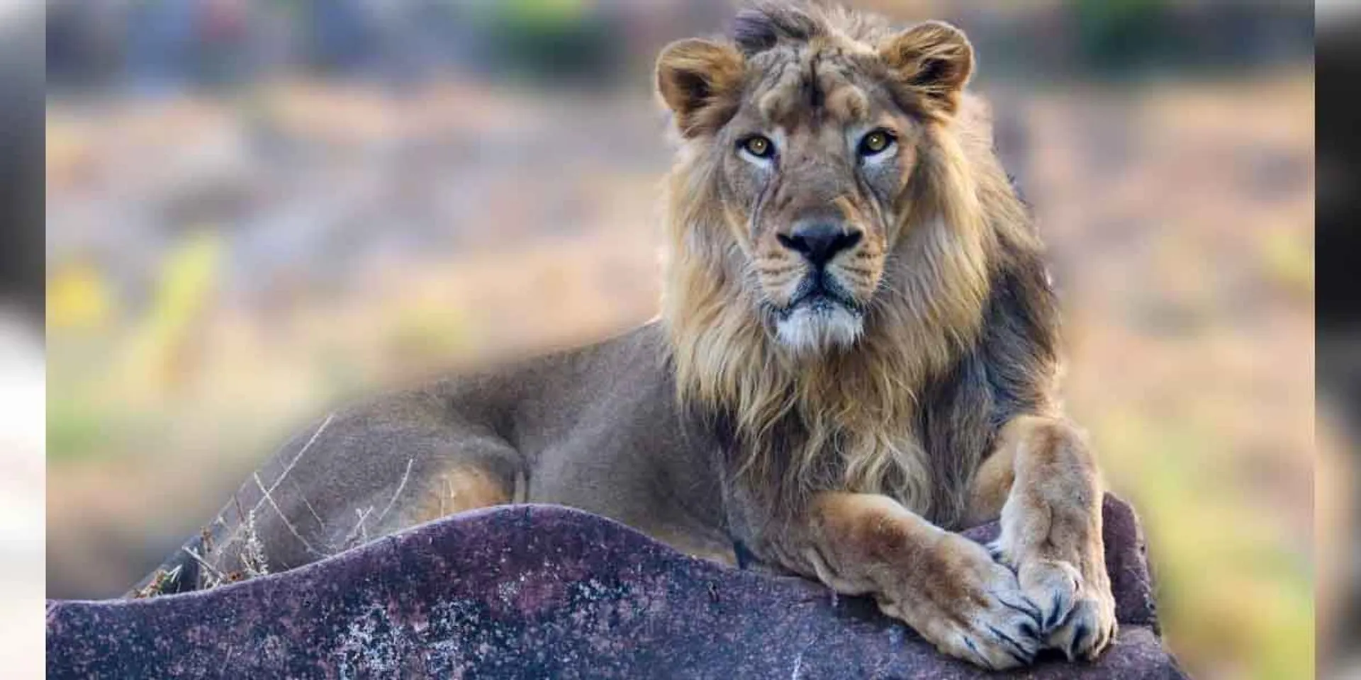Another lion corona in Vandalur!
