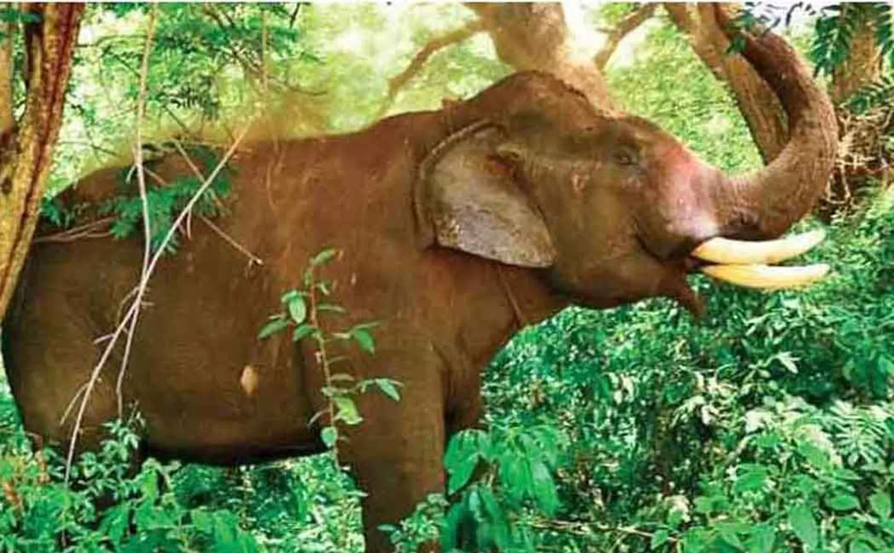 Topslip elephants do not have corona infection ....