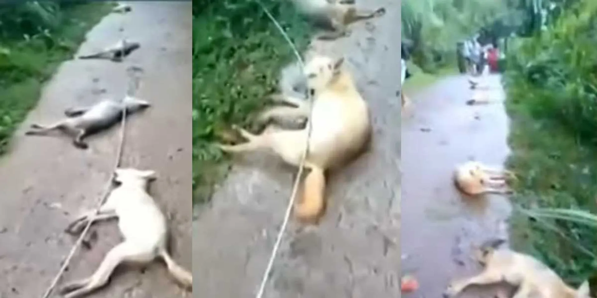 5 foxes who died for a friend ... Animal lovers in grief!