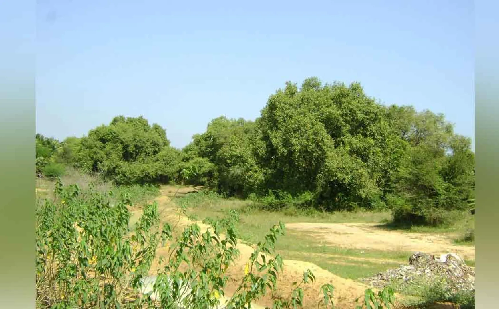 Novel trees preserved by Nakkiran; Today, with age, it is dying ...