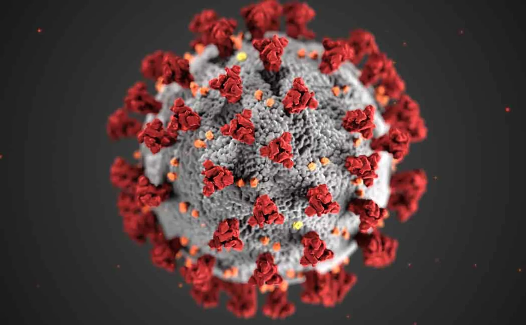 The High Court has ordered that necessary steps be taken to deal with the spread of the disease again ..!