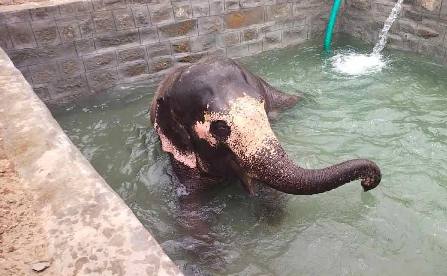 Swimming pool built for the temple elephant ..!