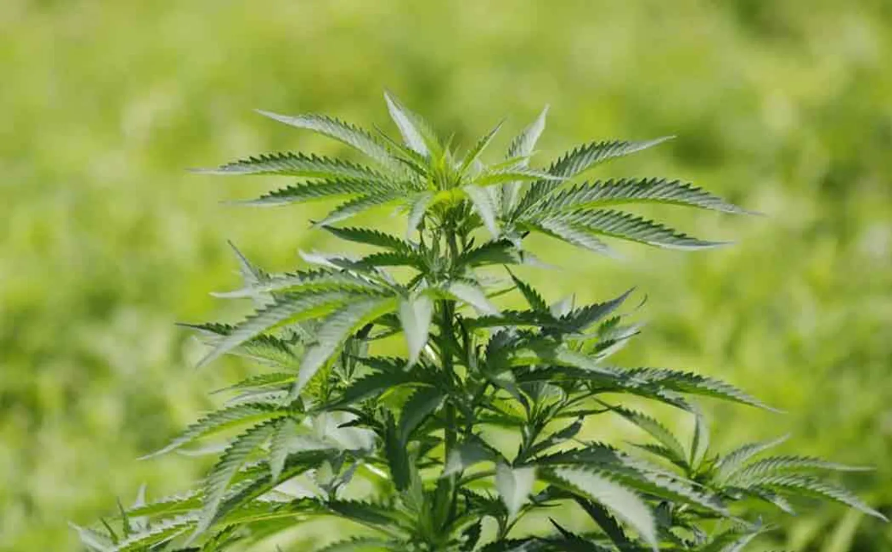 Cannabis grower arrested for cultivating cannabis in Kalwarayan hills