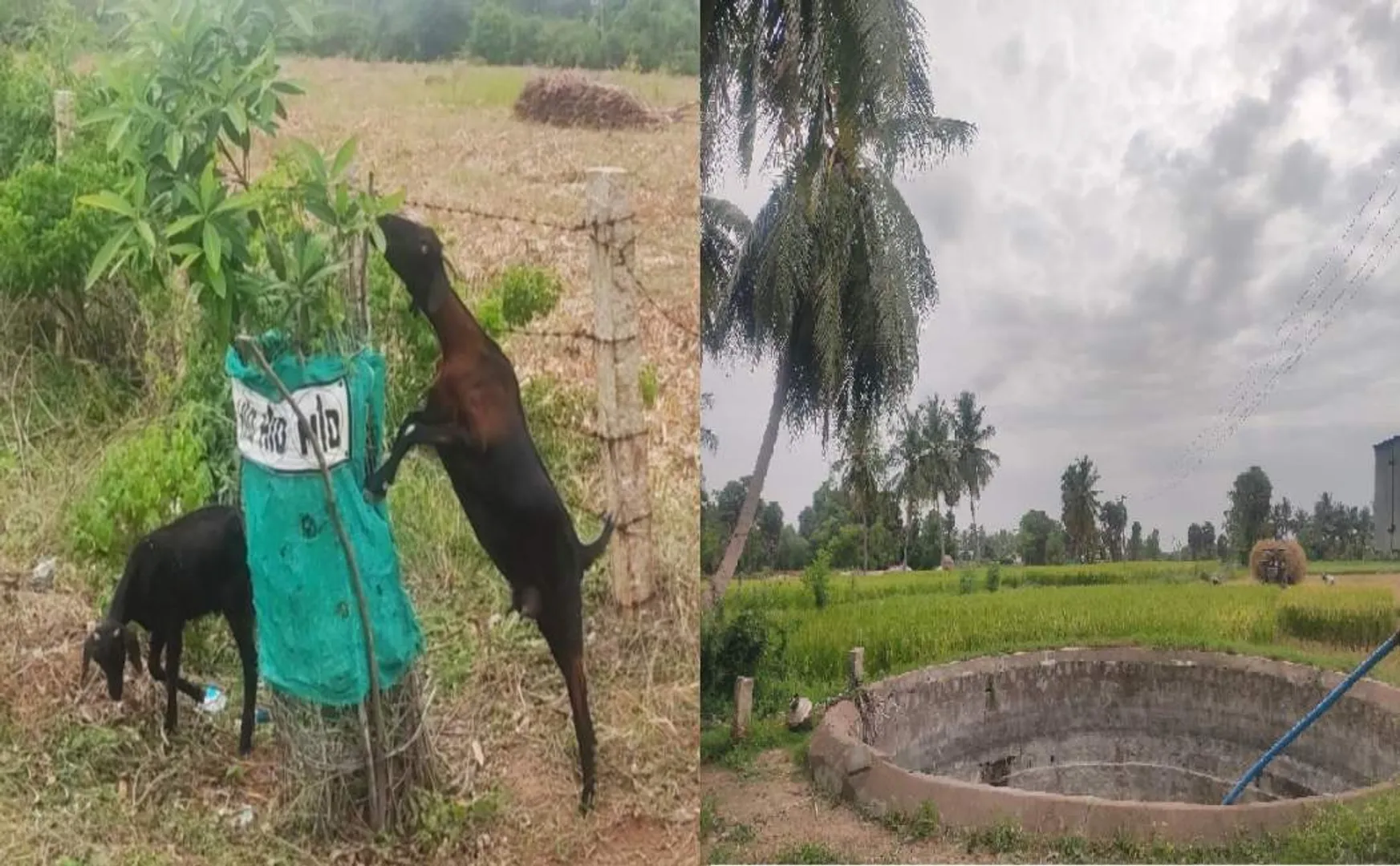 pudukkottai district village peoples goats 