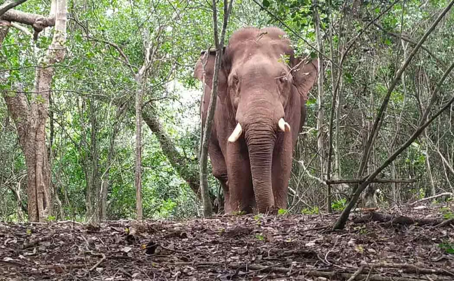 ‘Operation Bahrubali’ postponed .. The elephant that changes location knowing the human movement ..!