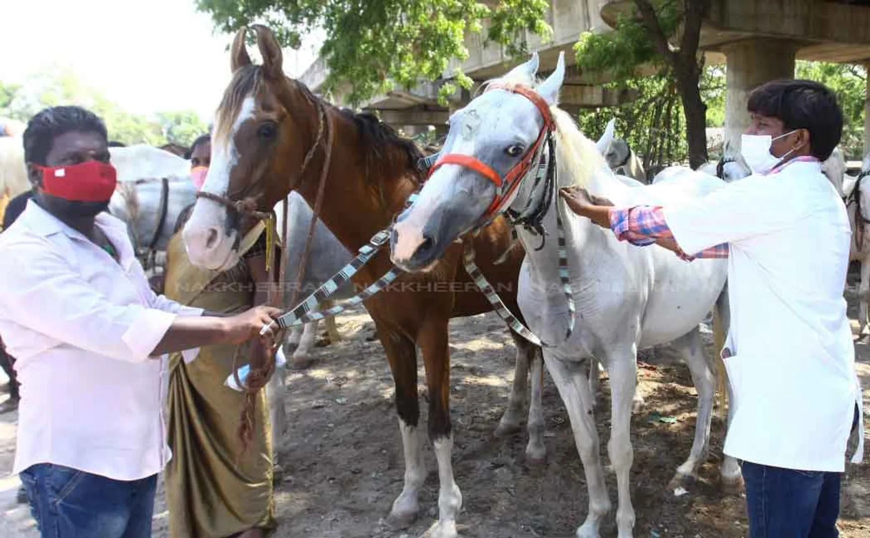 Horses Refreshment Camp