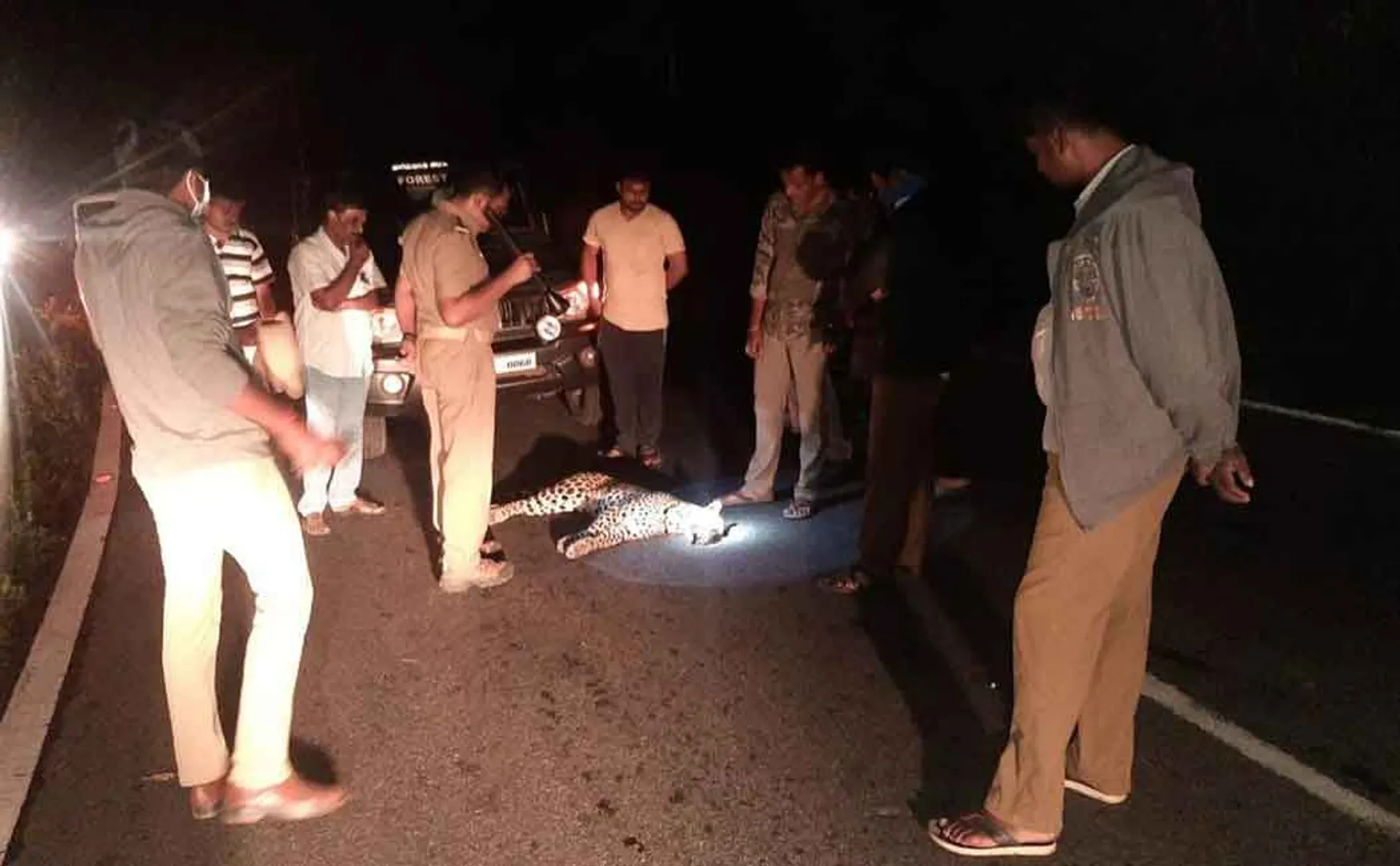 The leopard passed at midnight; Foresters under investigation