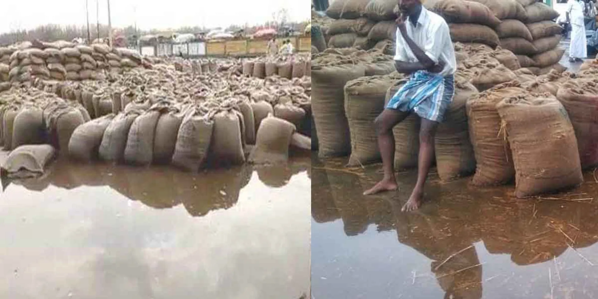 1,000 paddy bundles soaked in rain and damaged ...