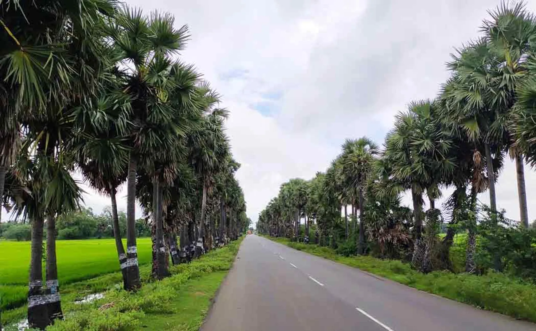‘Money hunters cutting down palm trees that could not be tilted even by Gajah storm’ - p. Maniyarasan