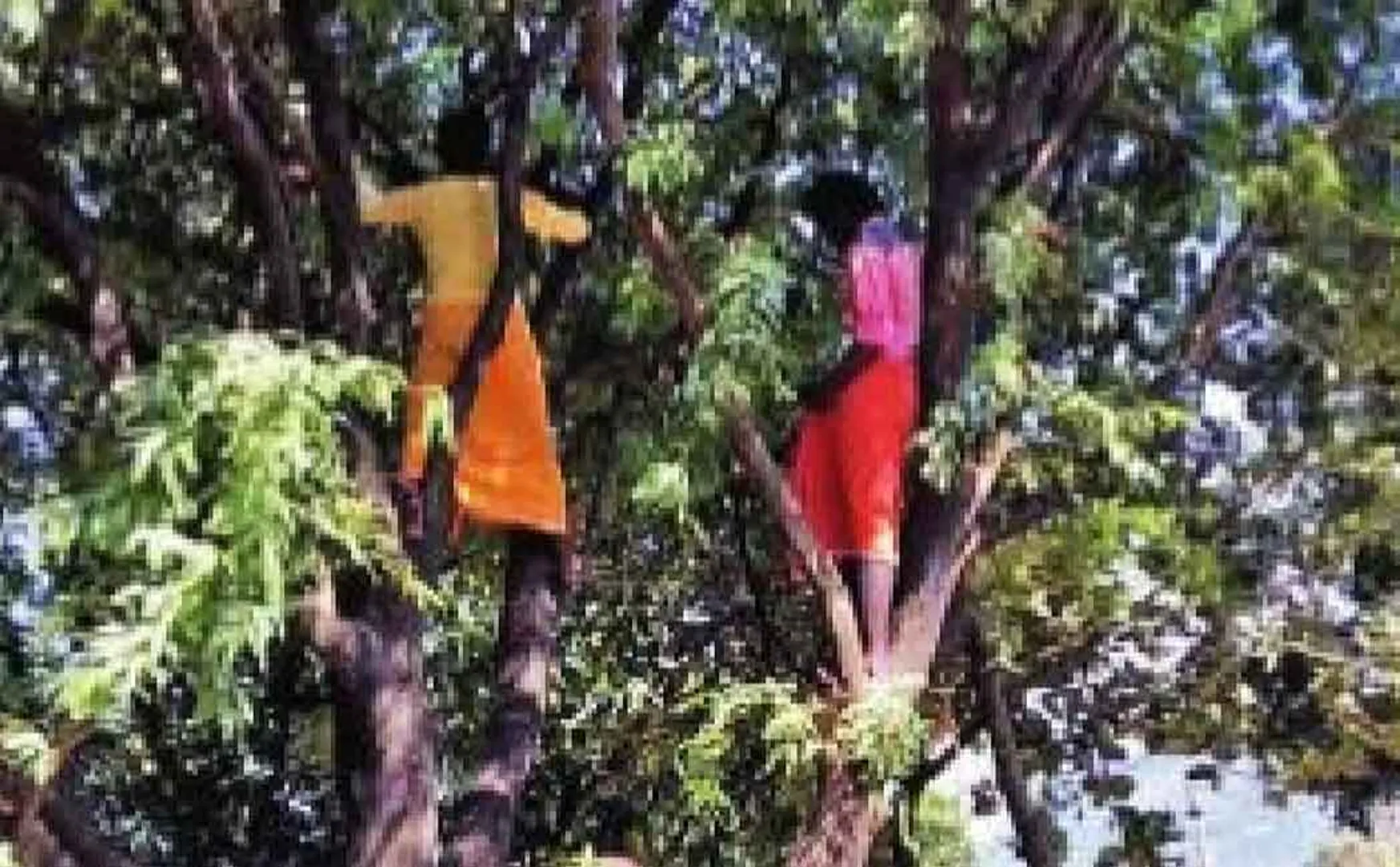 Young people who climbed the tree when they saw the doctors coming with the vaccine