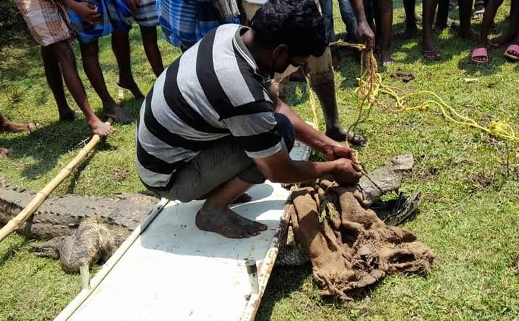 Crocodile farm should be set up as due to crocodiles continuously coming