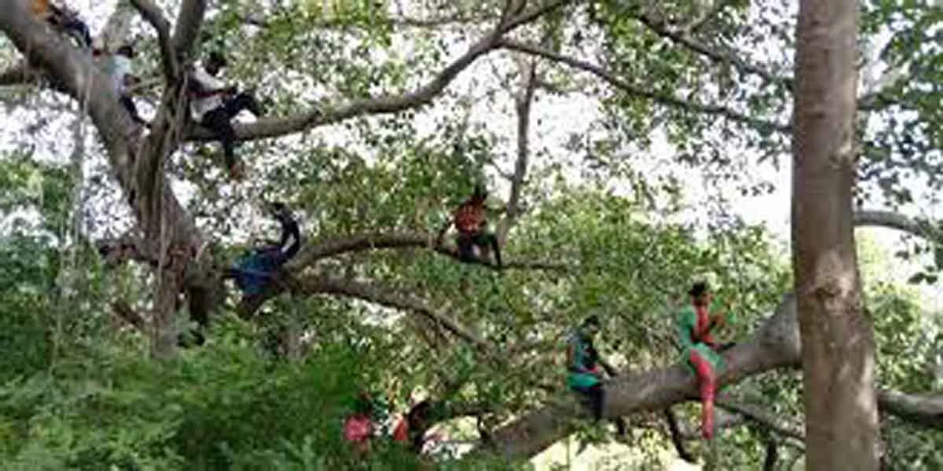 Online education on the tree ... Action to set up the tower!