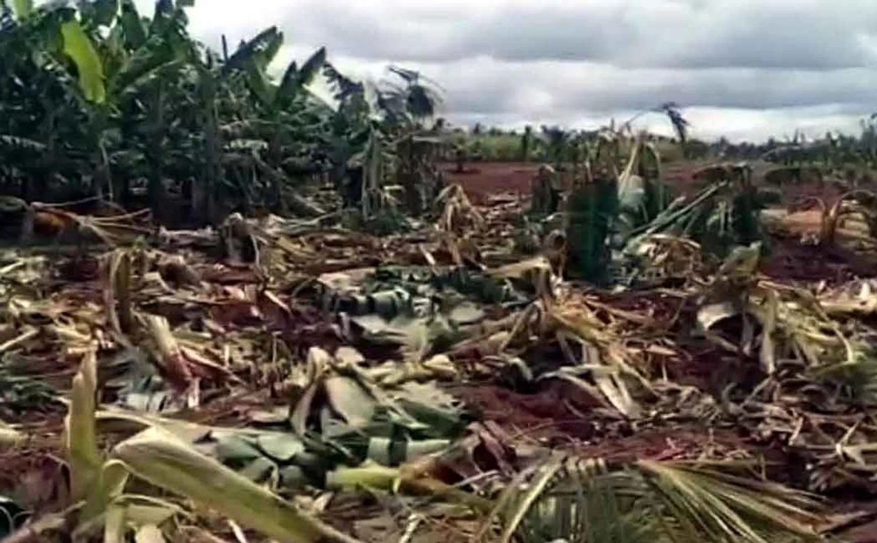 Elephants damage crops worth lakhs of rupees! Suffering farmers