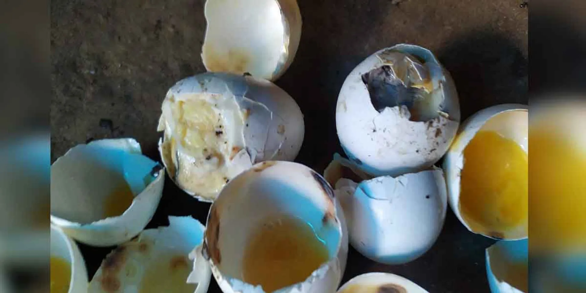 Rotten eggs given at the Anganwadi Center ... Parents shocked!