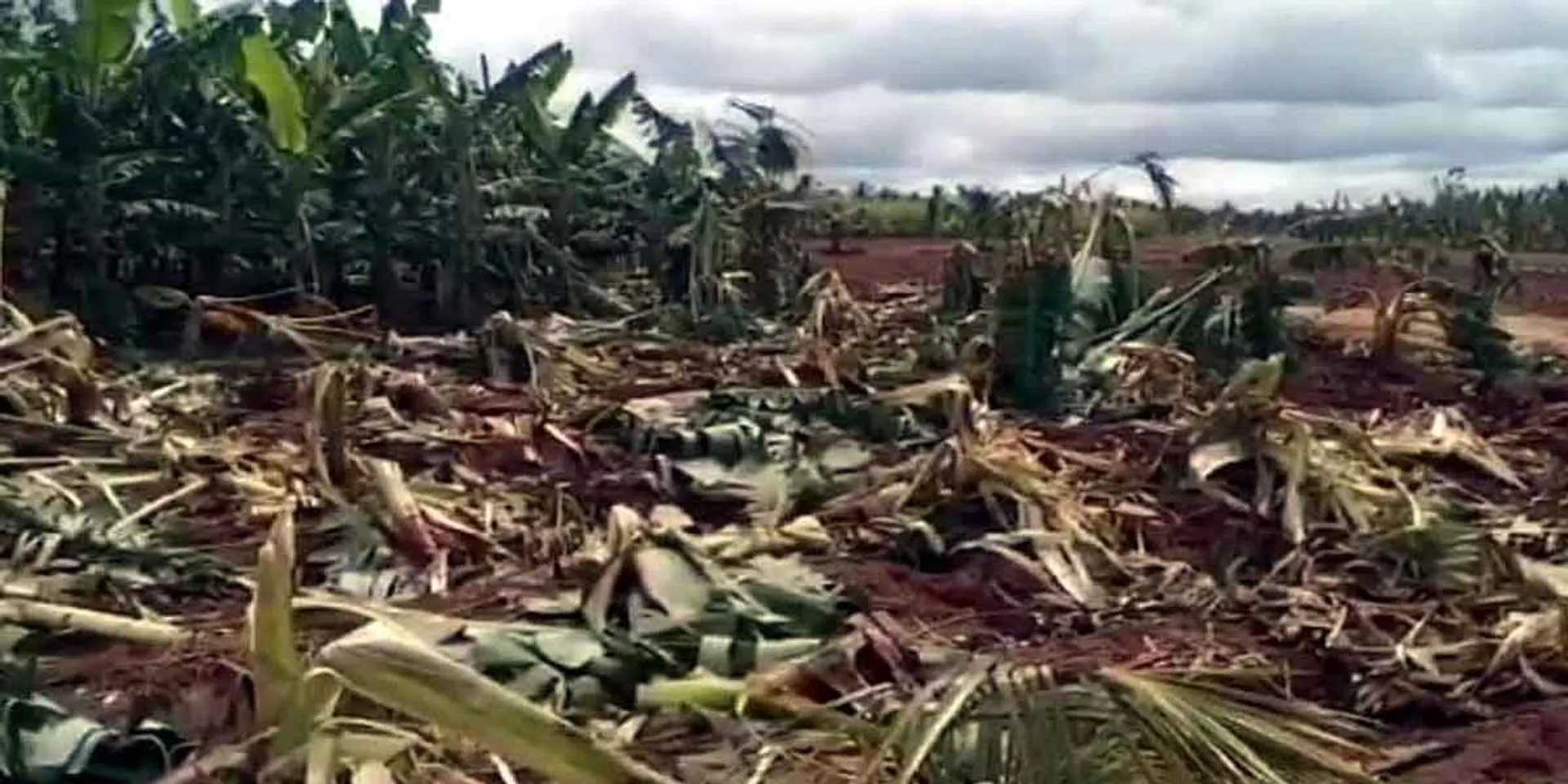 Elephants damage sugarcane and banana plantations!