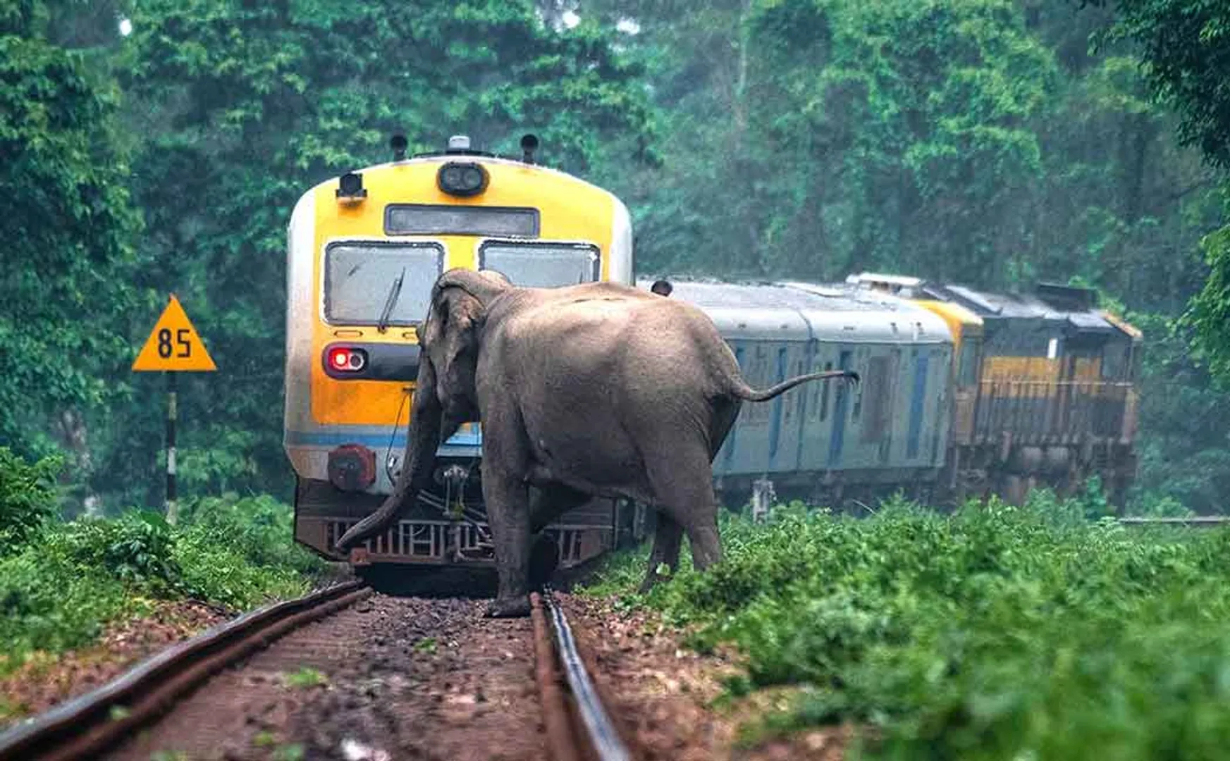 "Elephants should no longer be hit and killed by trains" -Green tribunal orders