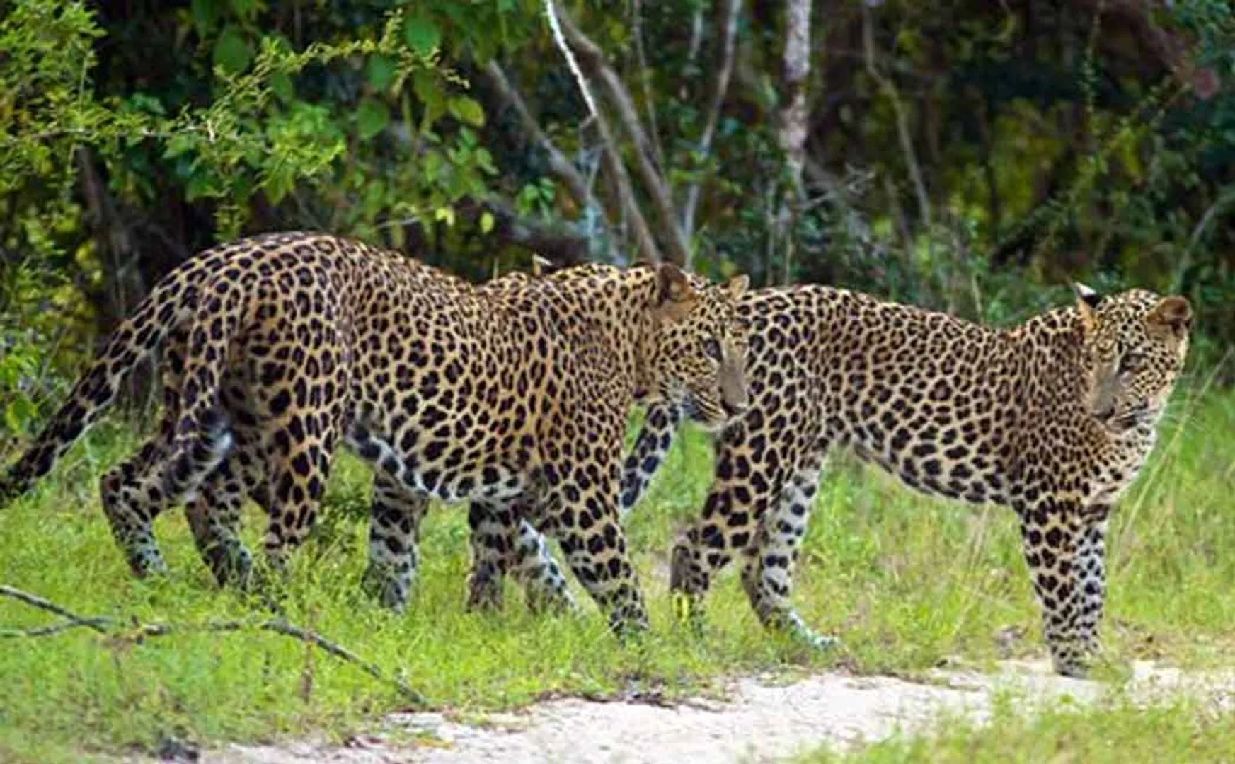 Three leopards enter a residential area  at covai 