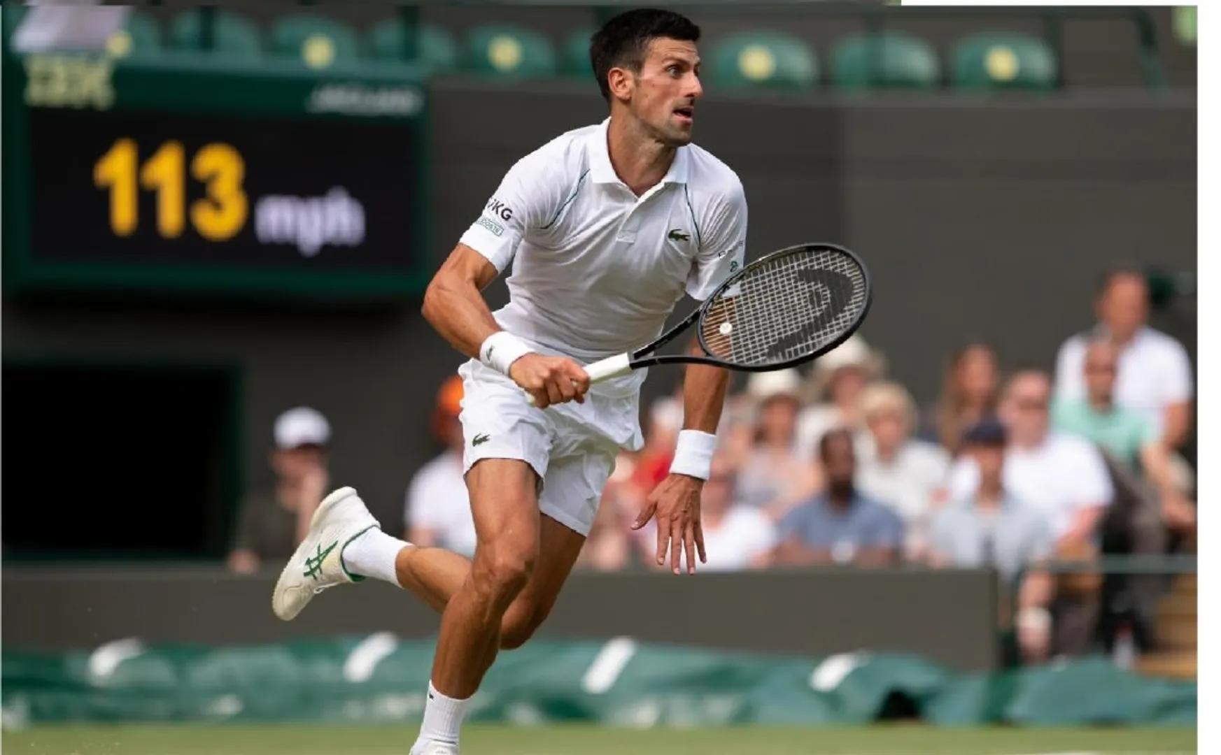 Wimbledon tennis novak djokovic champion 