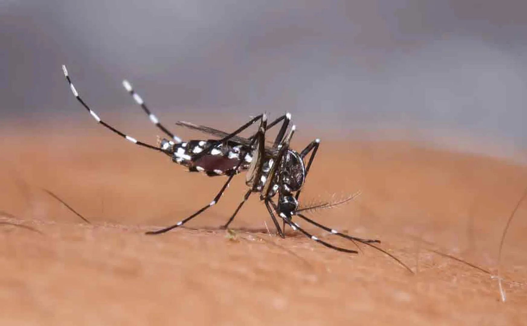 Measures taken to control dengue ..! The High Court ordered the corporation to file the report