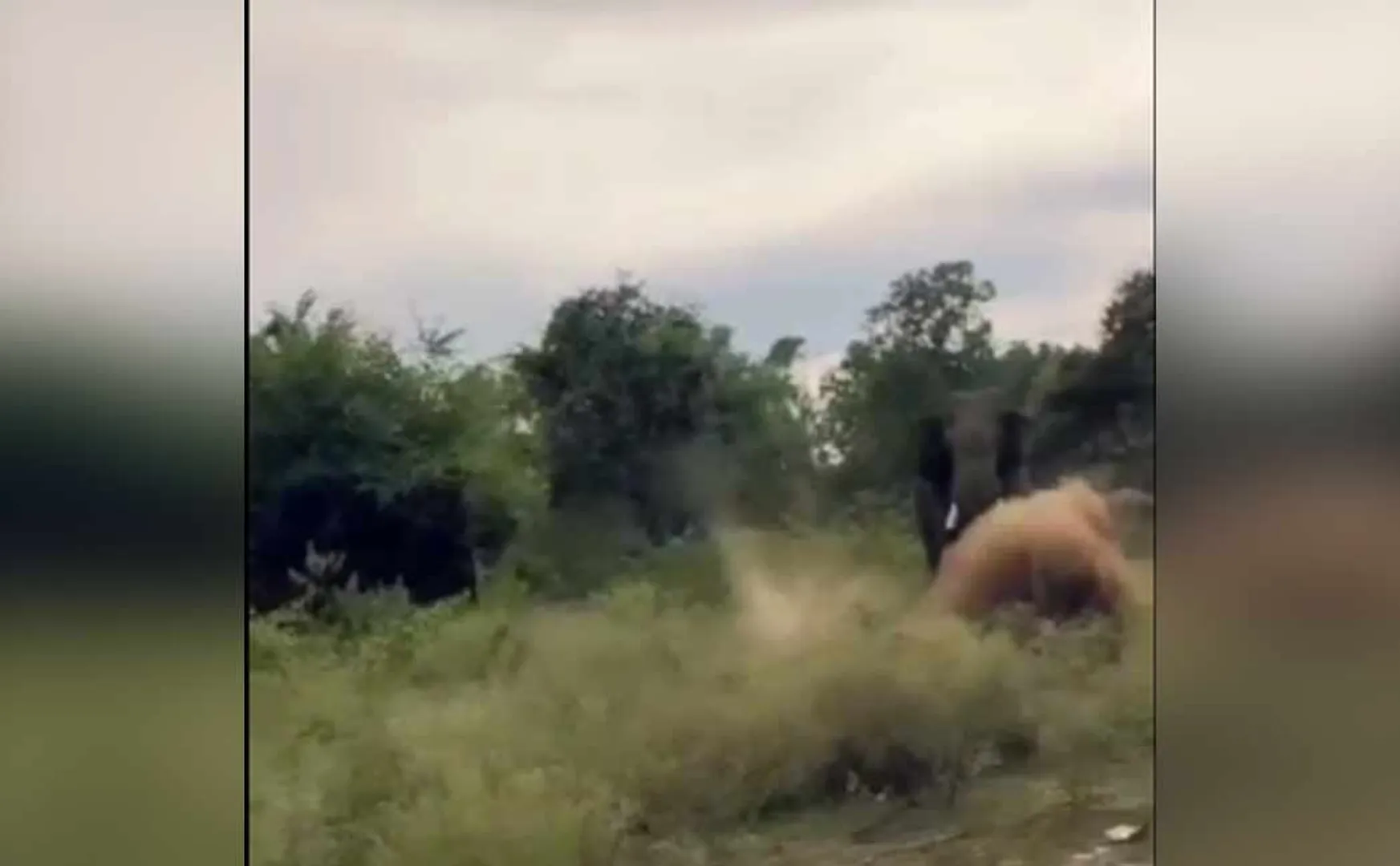 People making noise in the vehicle ... angry wild elephants!