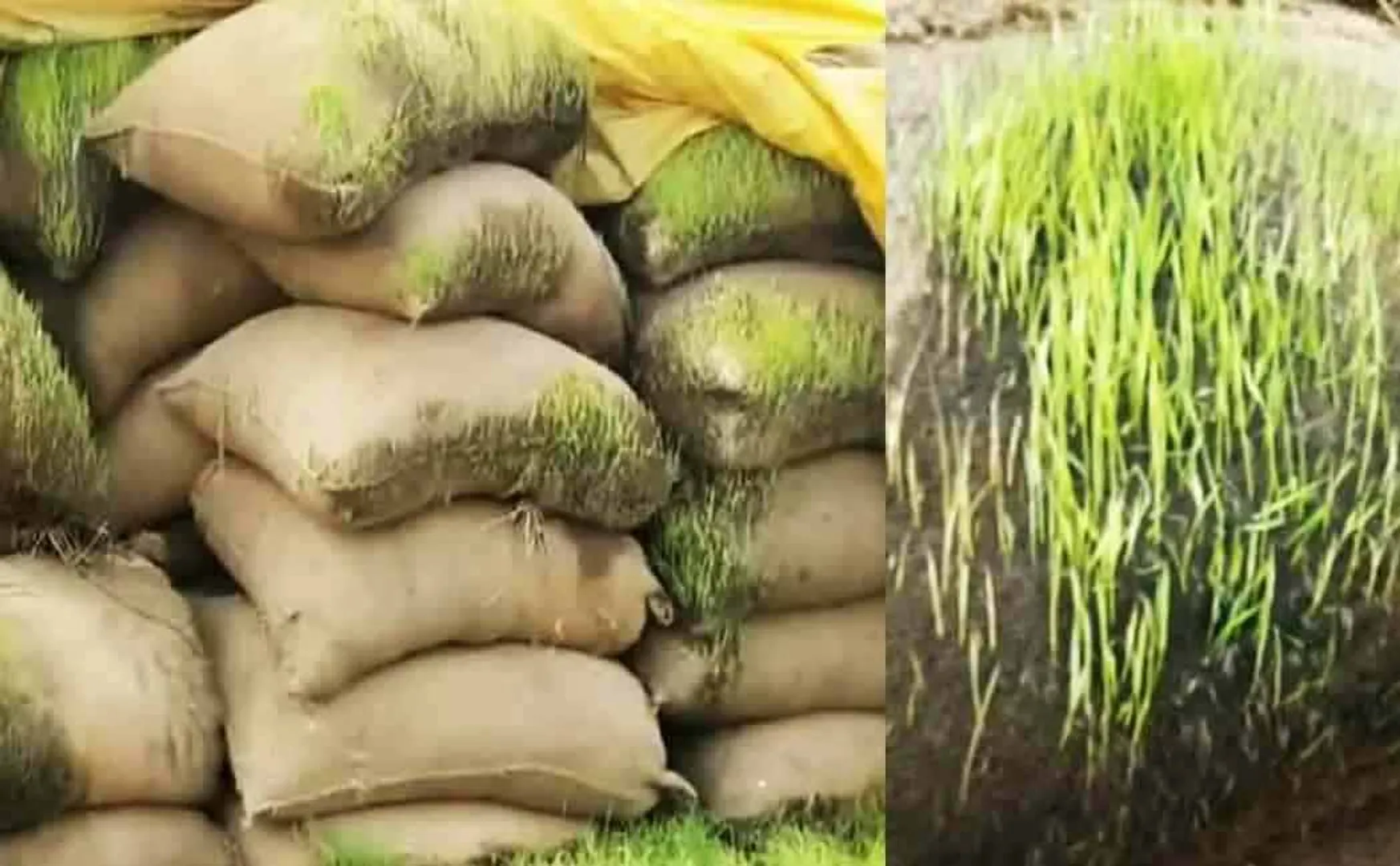 Paddy bundles soaked in rain: Farmers in tears