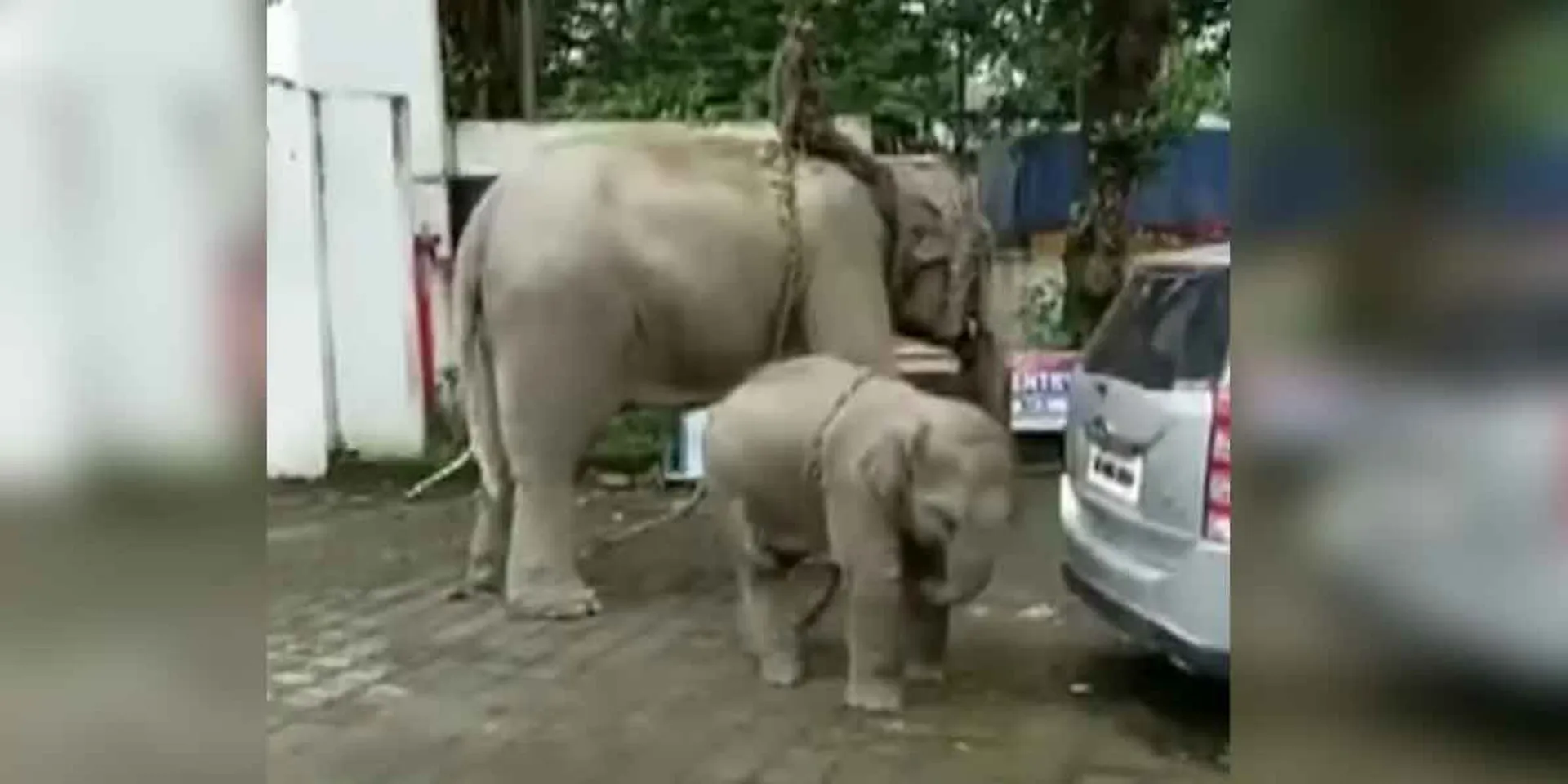 case on elepahant... incident in assam  