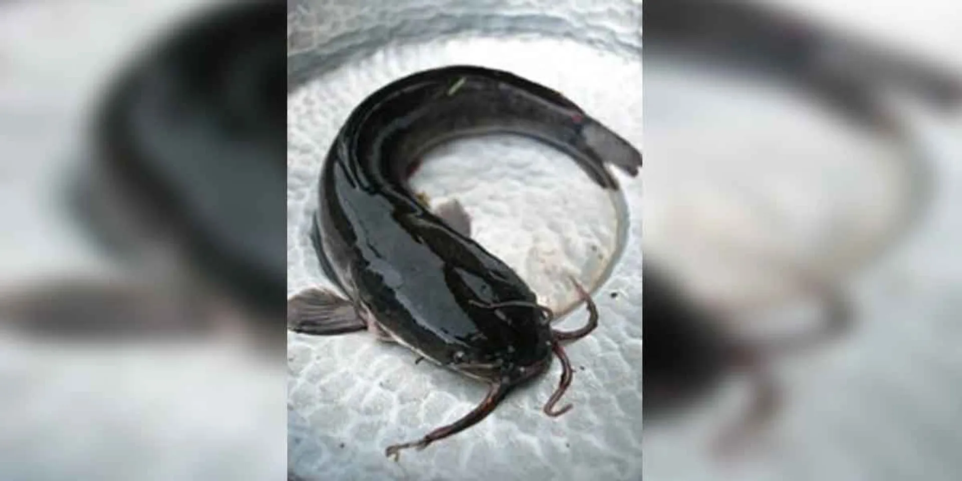 Fish incident in sivakangai 
