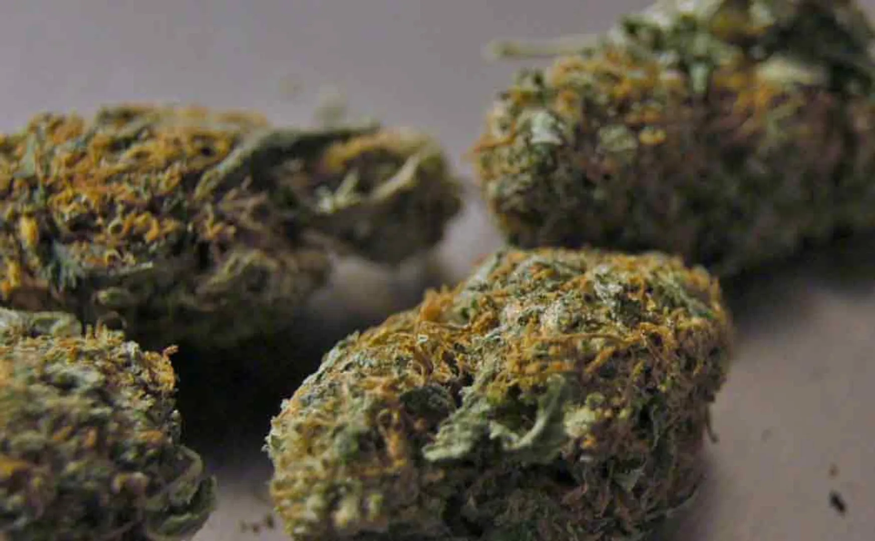 Kilo's of cannabis caught by coimbatore police 