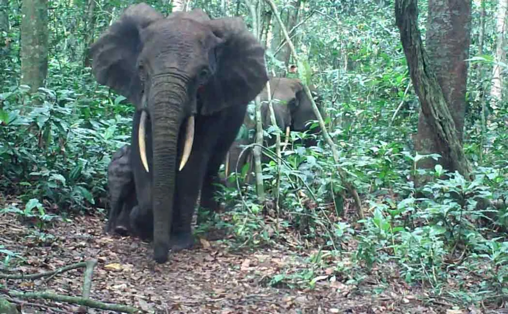 Agricultural college student injured in wild elephant attack 