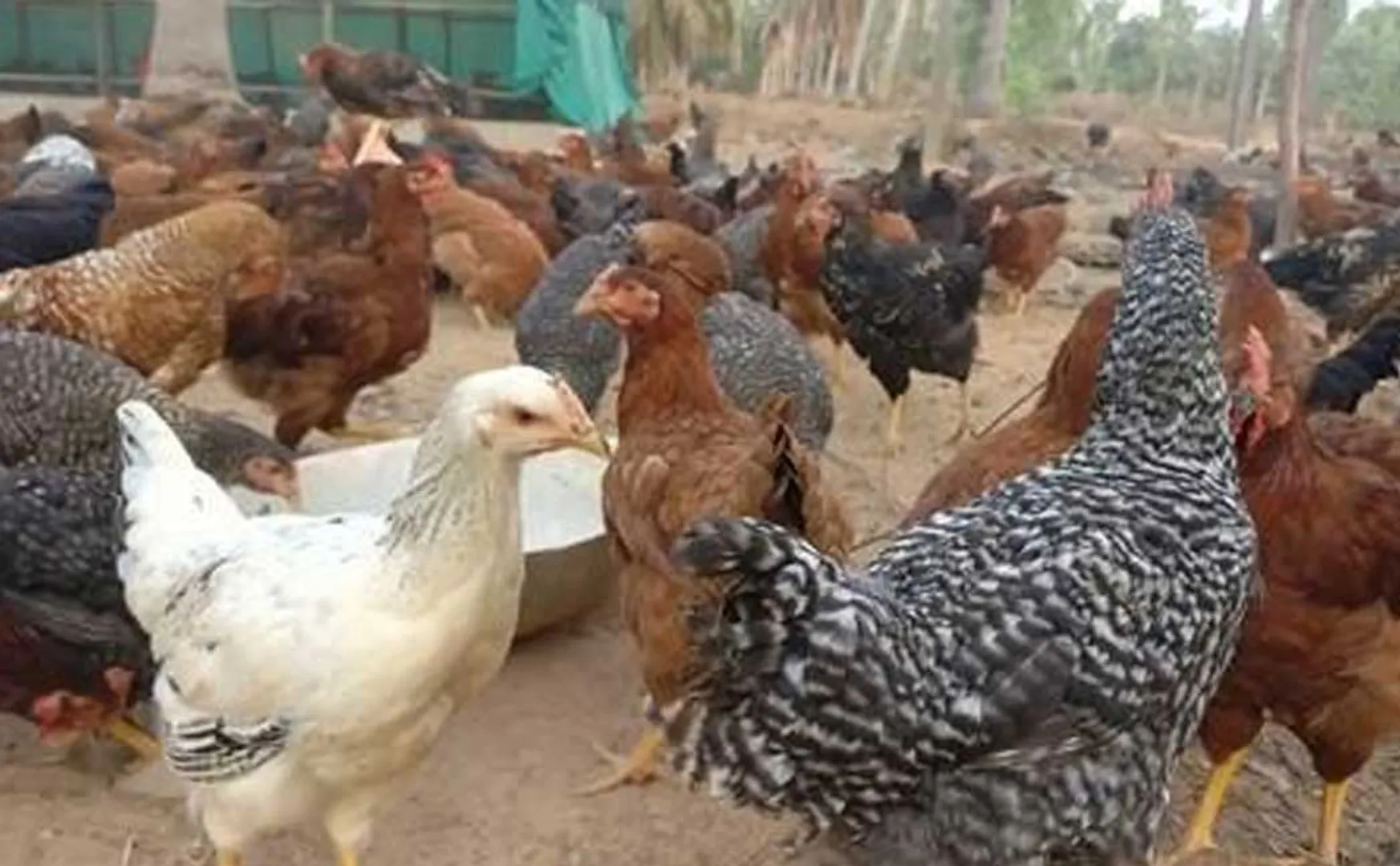  country chickens with blood in their mouths! Police who came and visited 