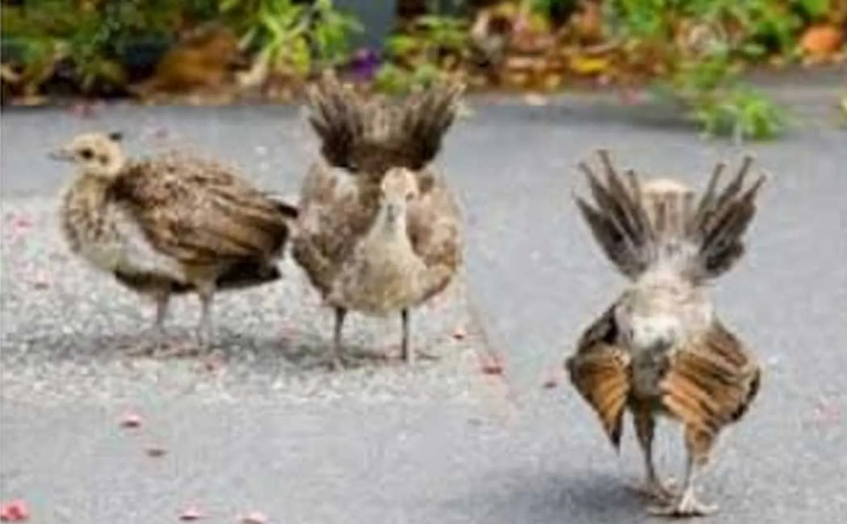Peacock chicks hatched from eggs ... Farmer handed over to the forest department