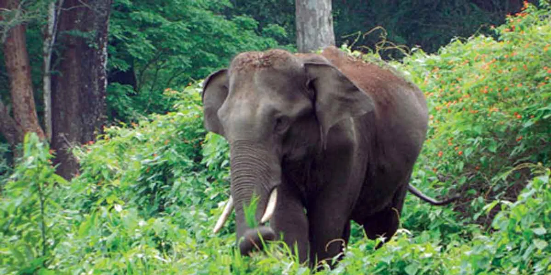  The elephant that stood in one place for many hours ... stunned people!