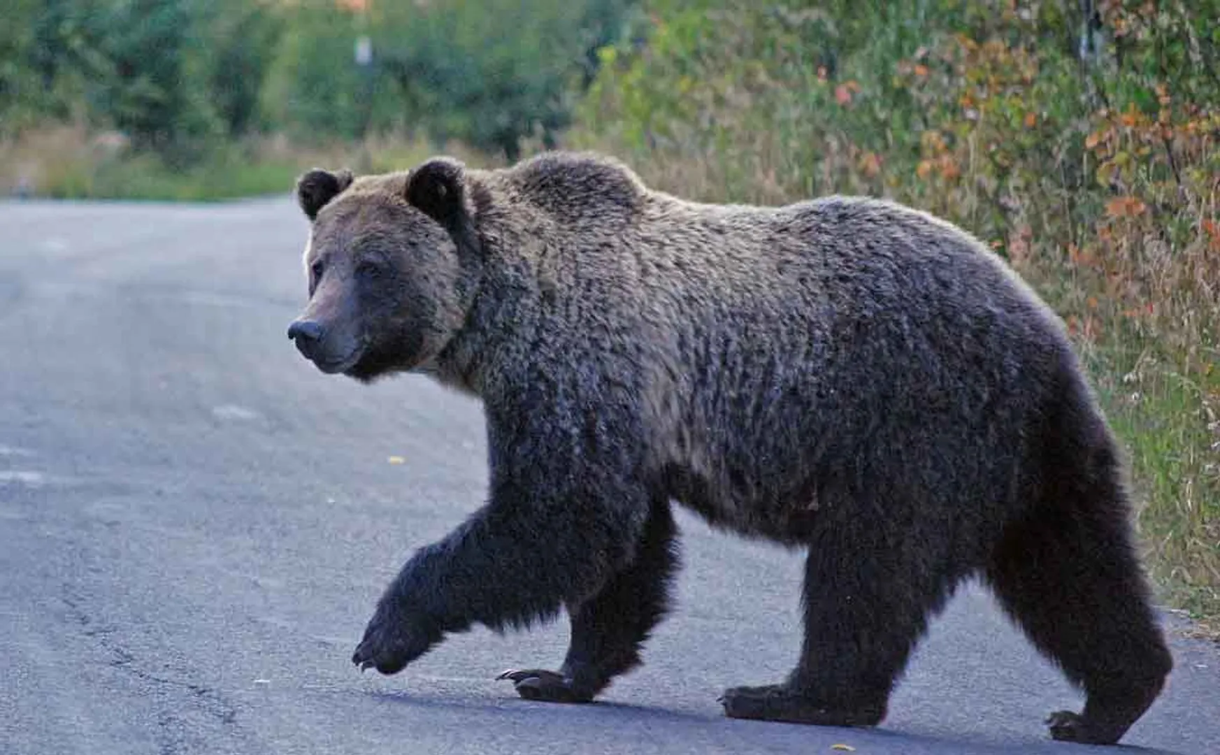 One passes away by bear attack in Valparai ..!