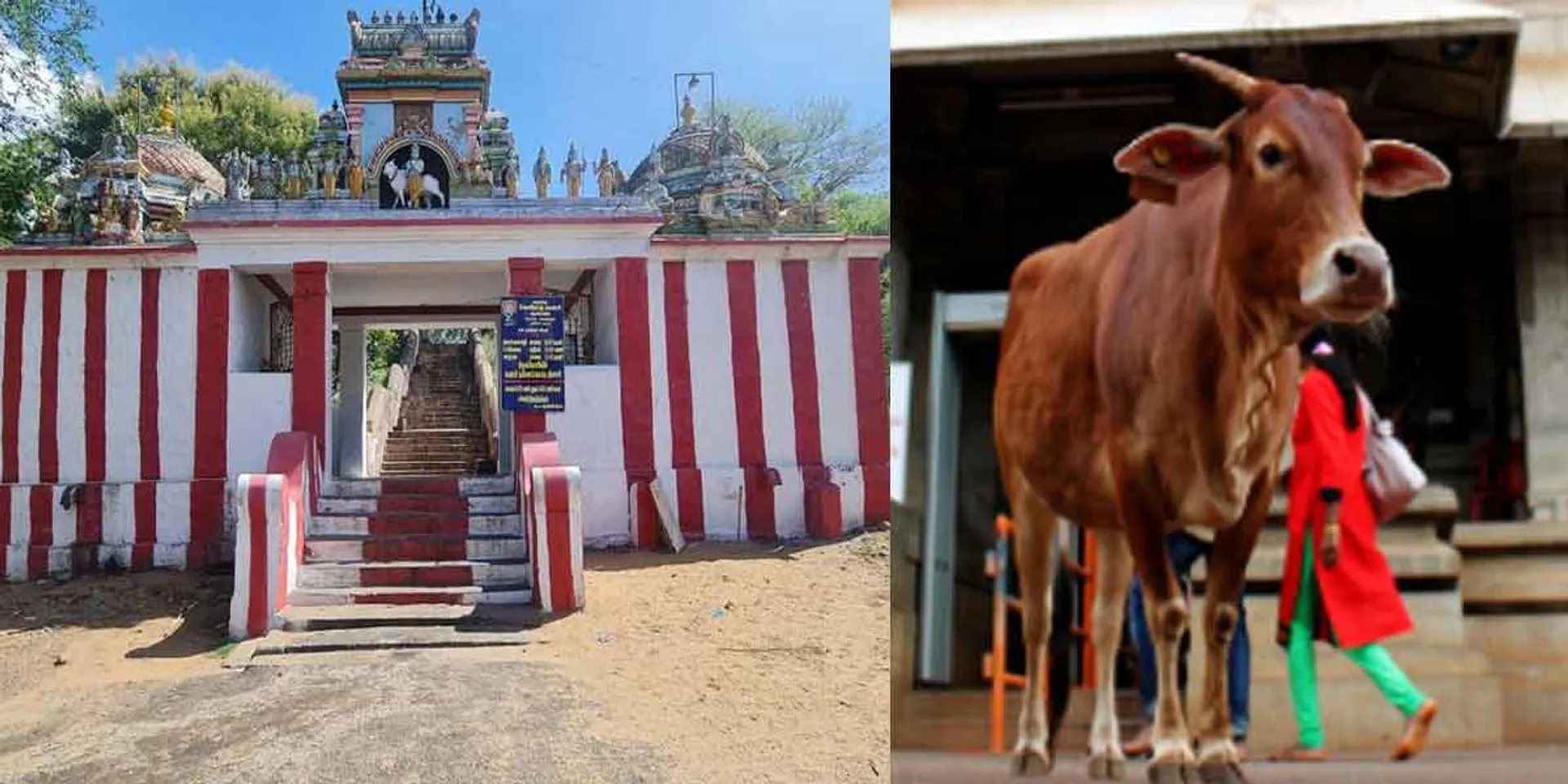Temple staff selling cows through brokers for cows to donate to Ko?