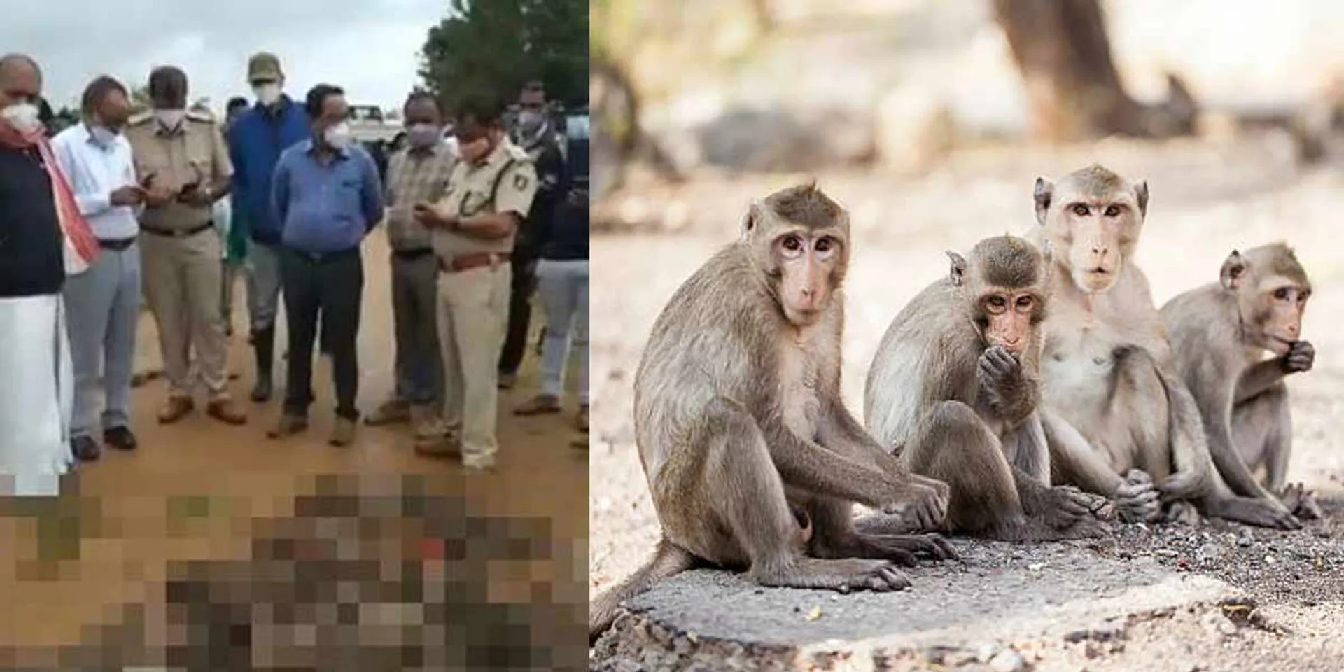monkey incident in karnaraka... Animal welfare activists shocked!