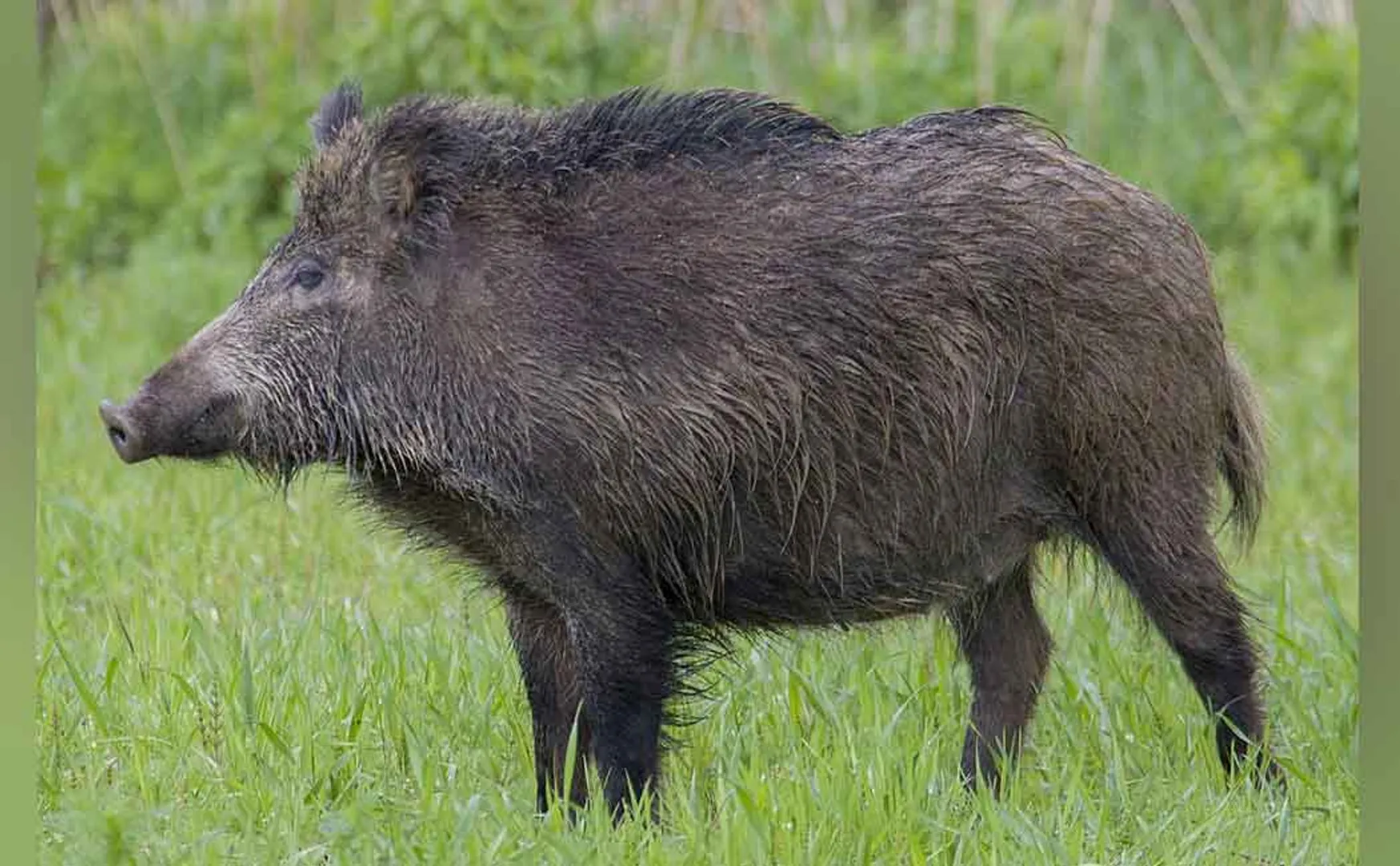 The old man who died after being bitten by a wild boar ..!