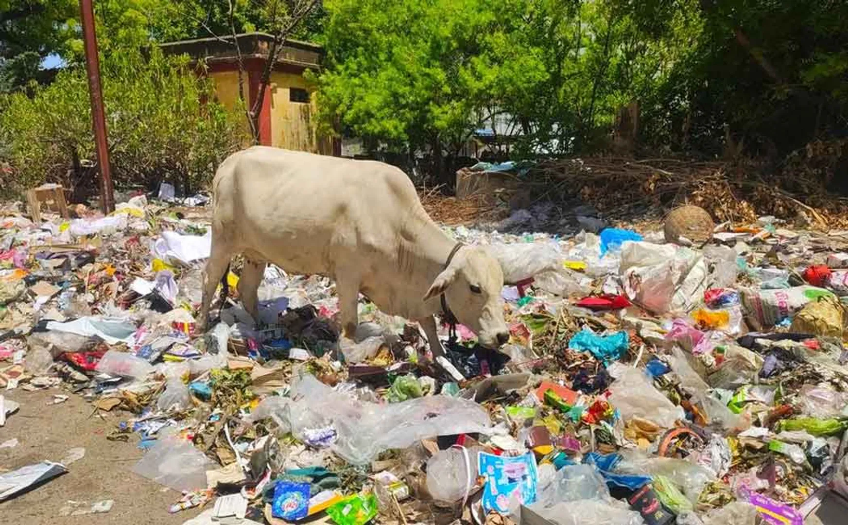 Increasing polythene debris ... endangered species