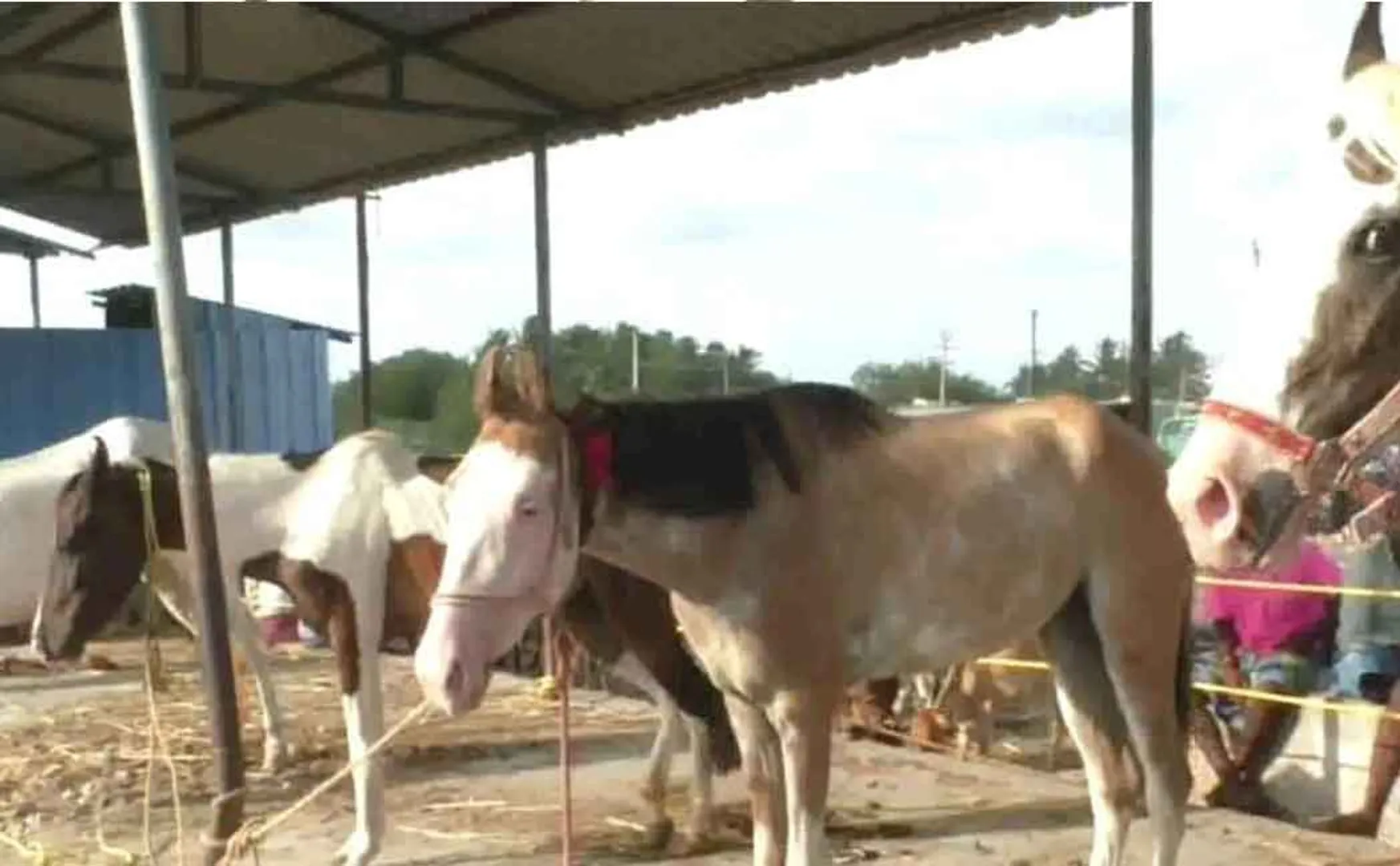 The popular horse market that started enthusiastically 