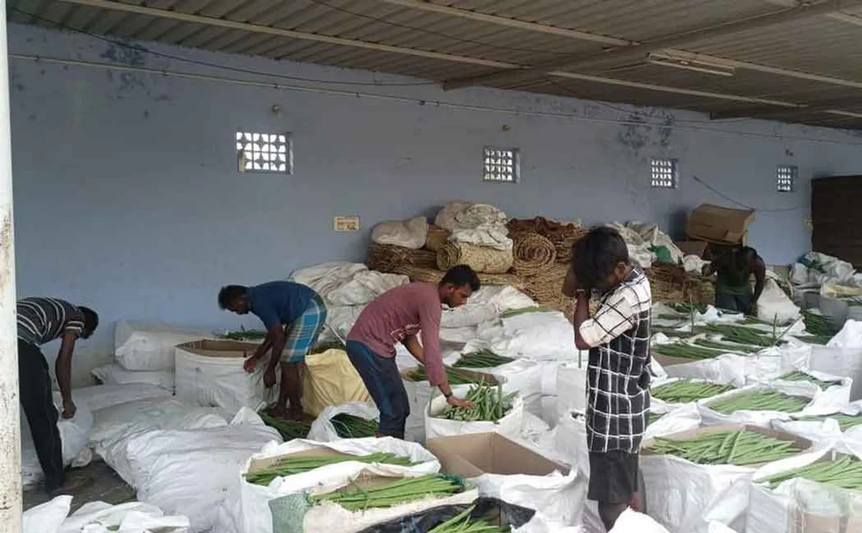 Drumsticks exported abroad are now food  for cow 
