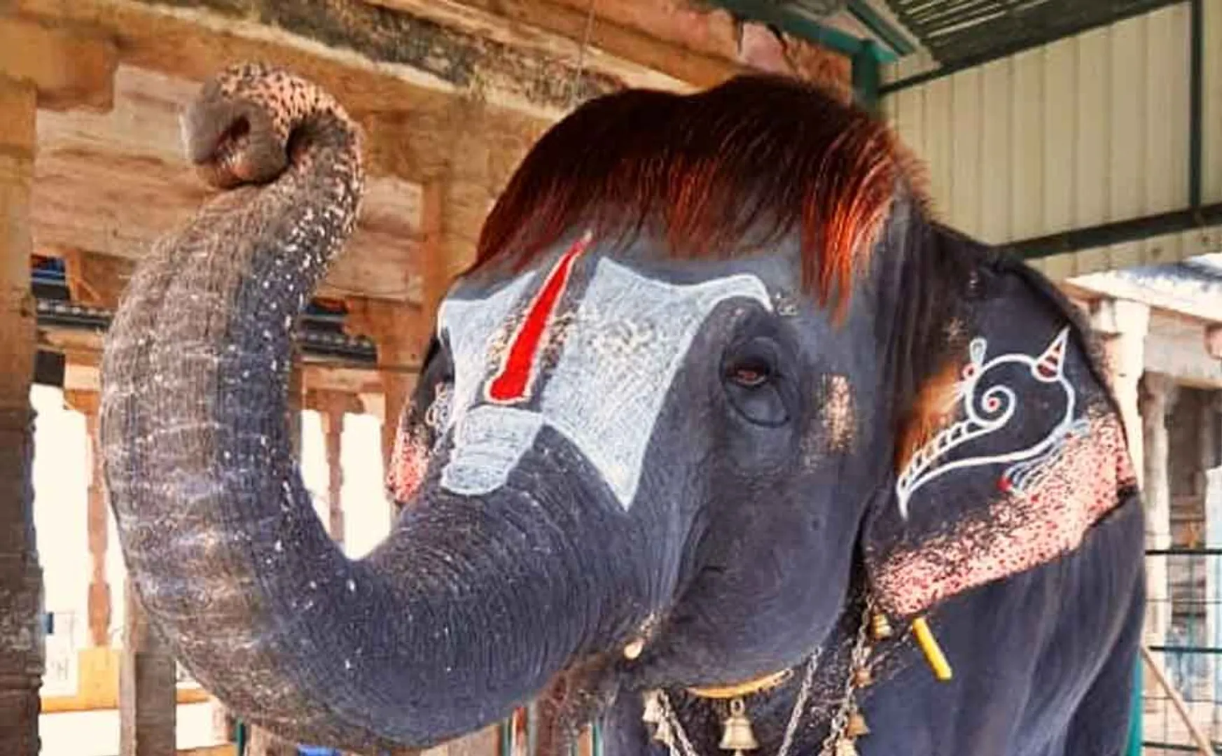 High Court idea for Tamil Nadu government to maintain temple elephants in a natural place ..!