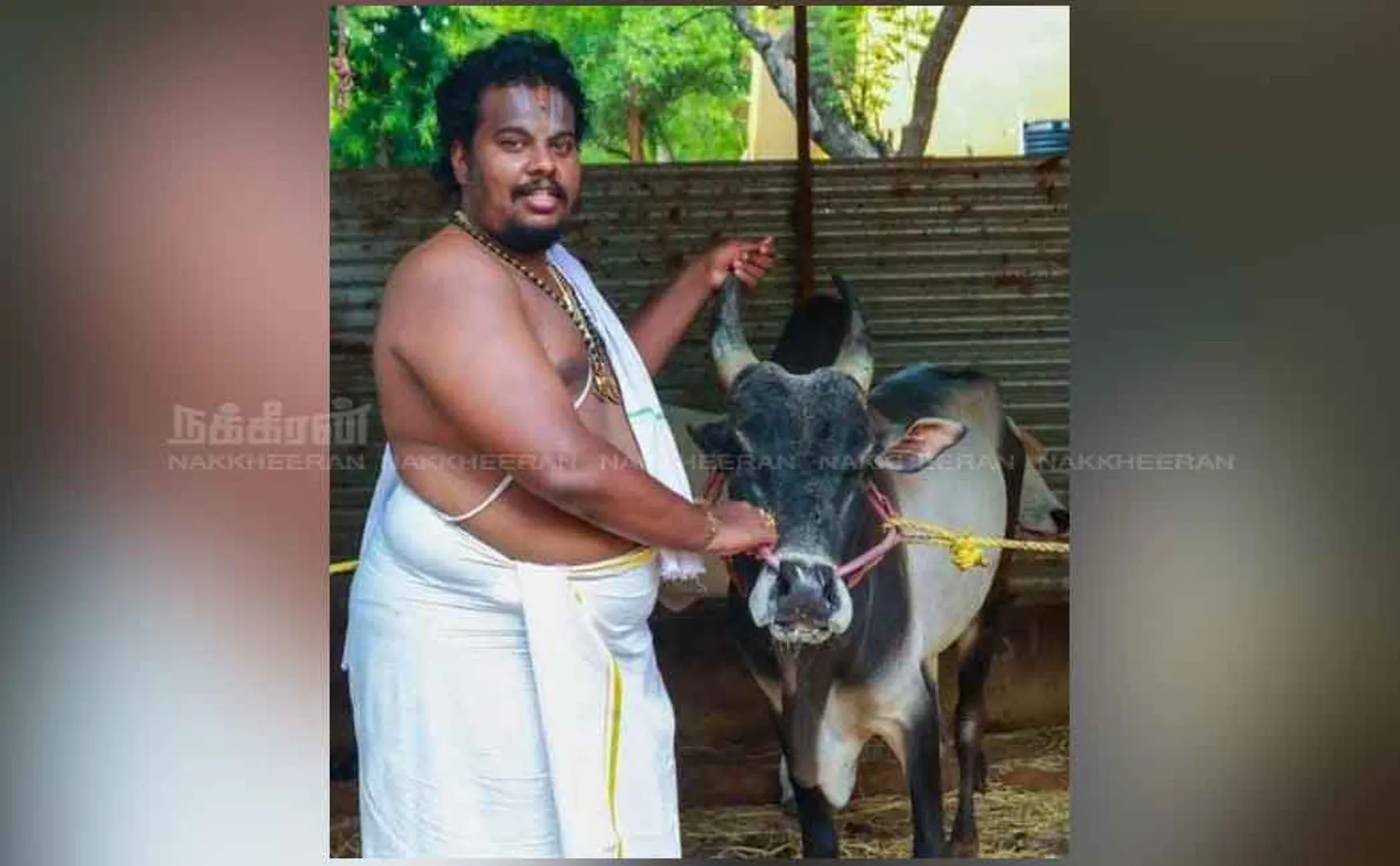 Srirangam Thippu jallikkattu Cow story 