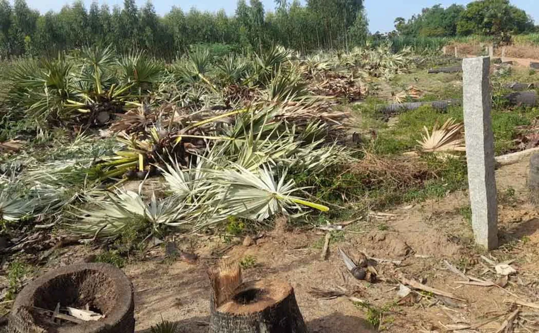 Palm trees cut down without permission 