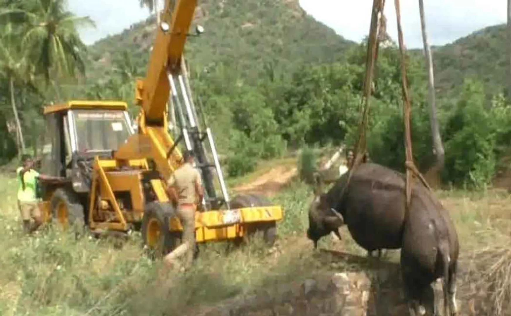 wildbuffalo that fell into the well: recovery in a rotten state after a fierce struggle