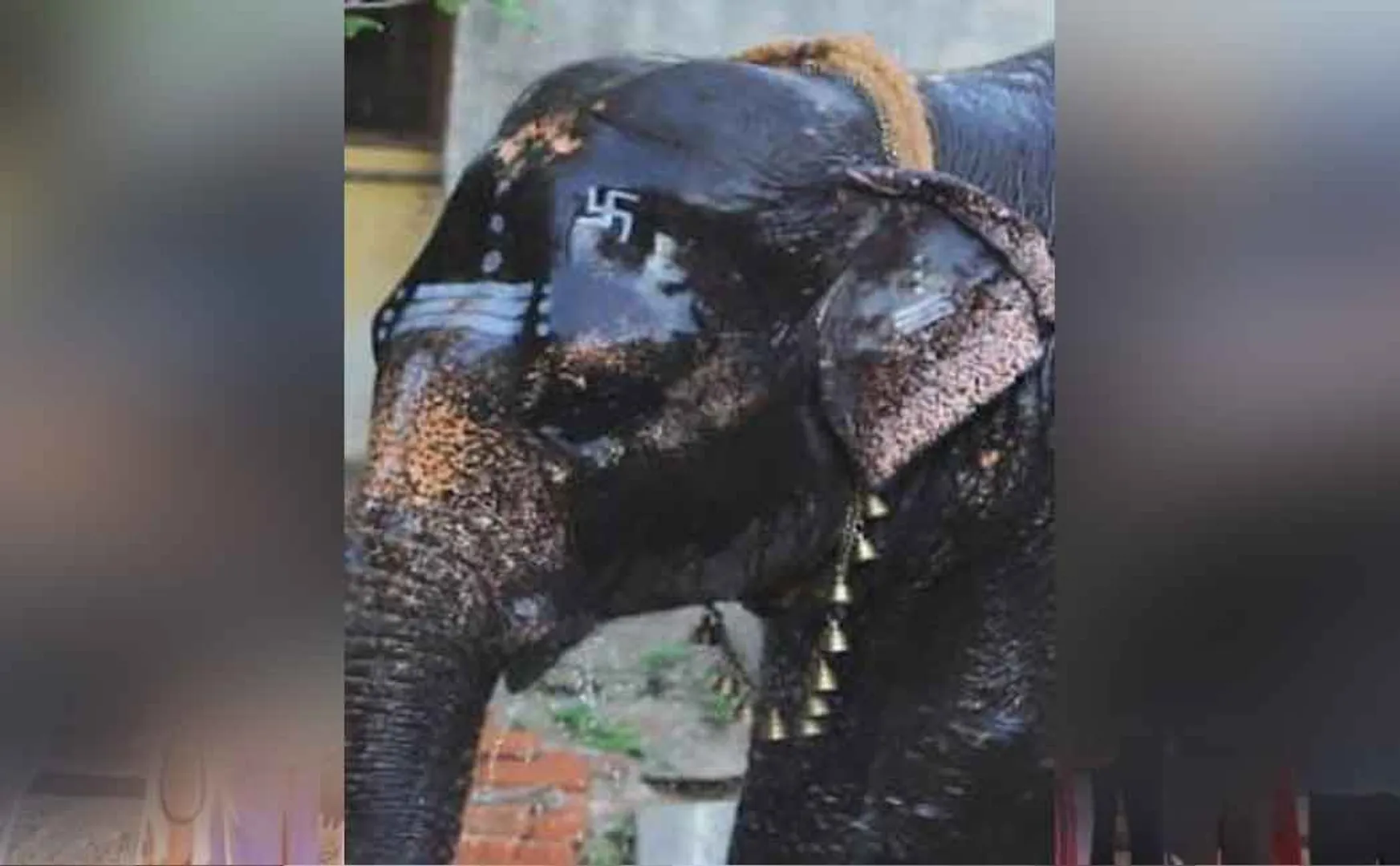 The elephant that ran wild in Srirangam; man who gave the speech and brought it under control