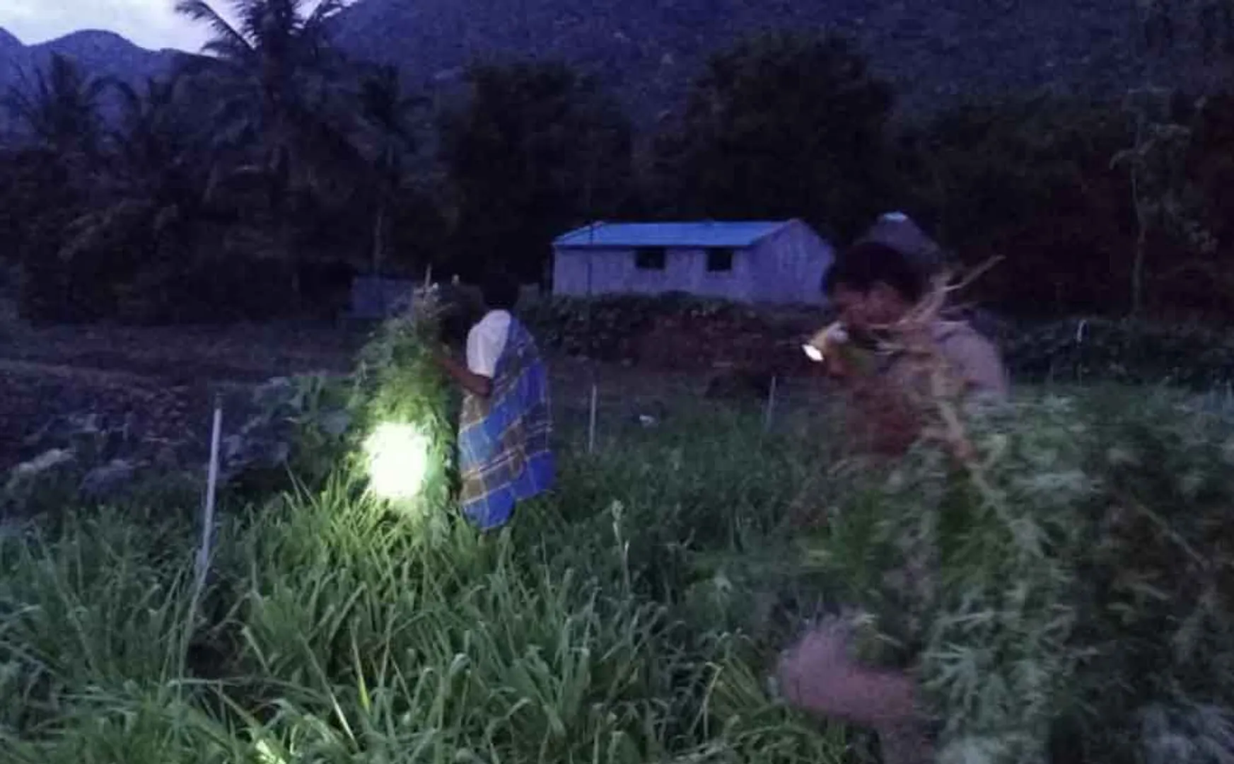 Farmer arrested for cultivating cannabis in Wattalmalai foothills garden ..