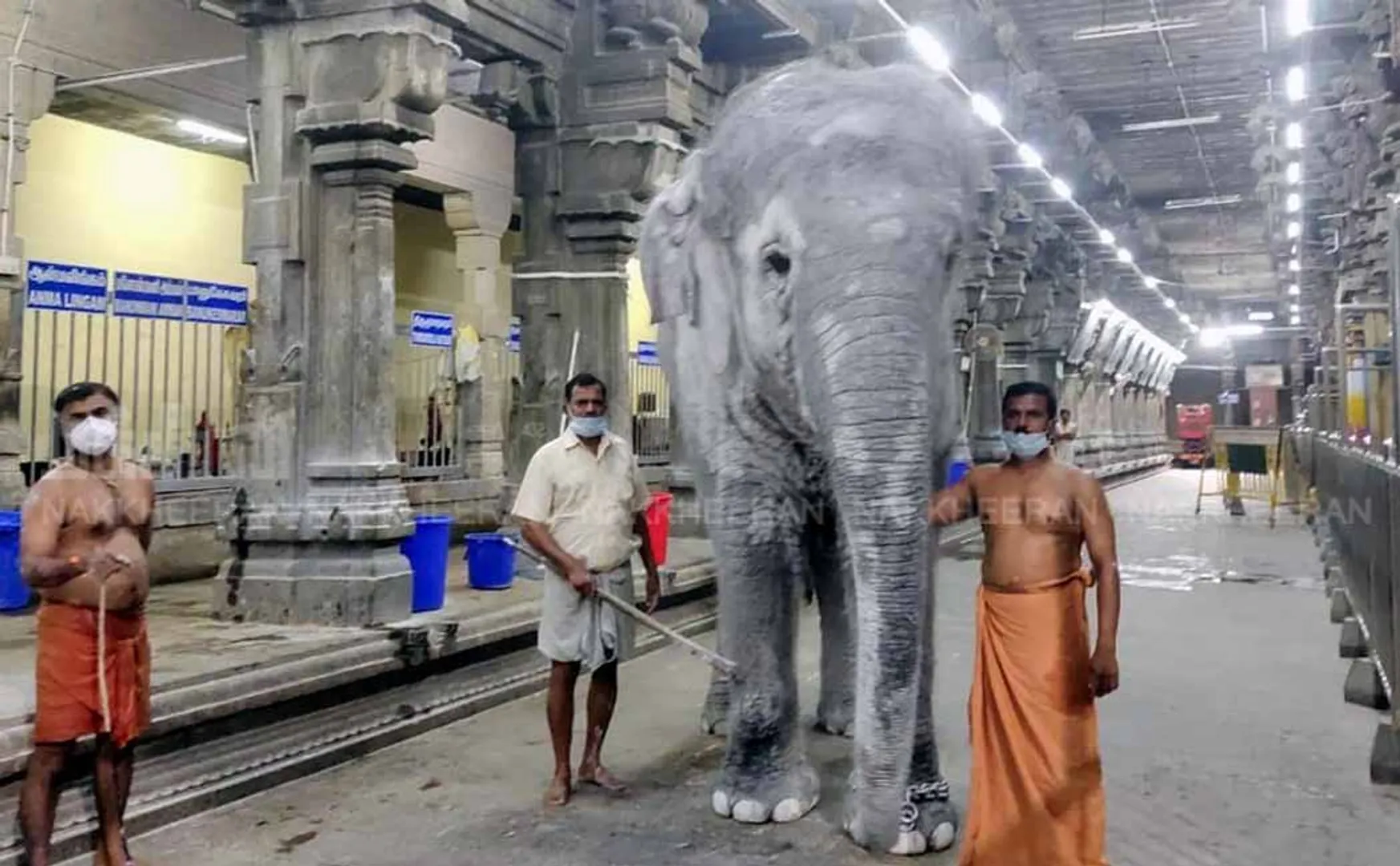 White elephant ride at Subramania Swamy Temple in Thiruchendur!