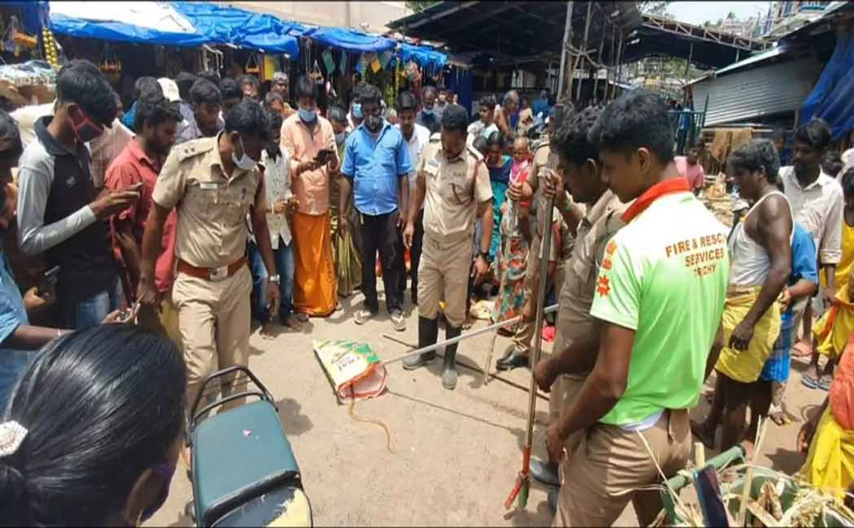 snake lying near the temple, Screaming devotees climbed out