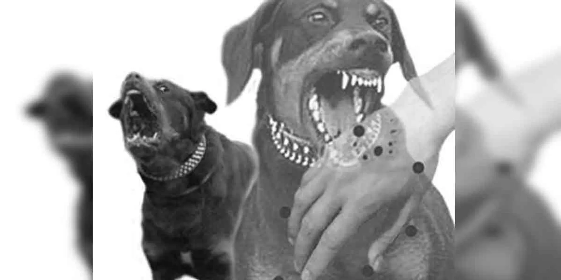 dog incident... Area people in fear
