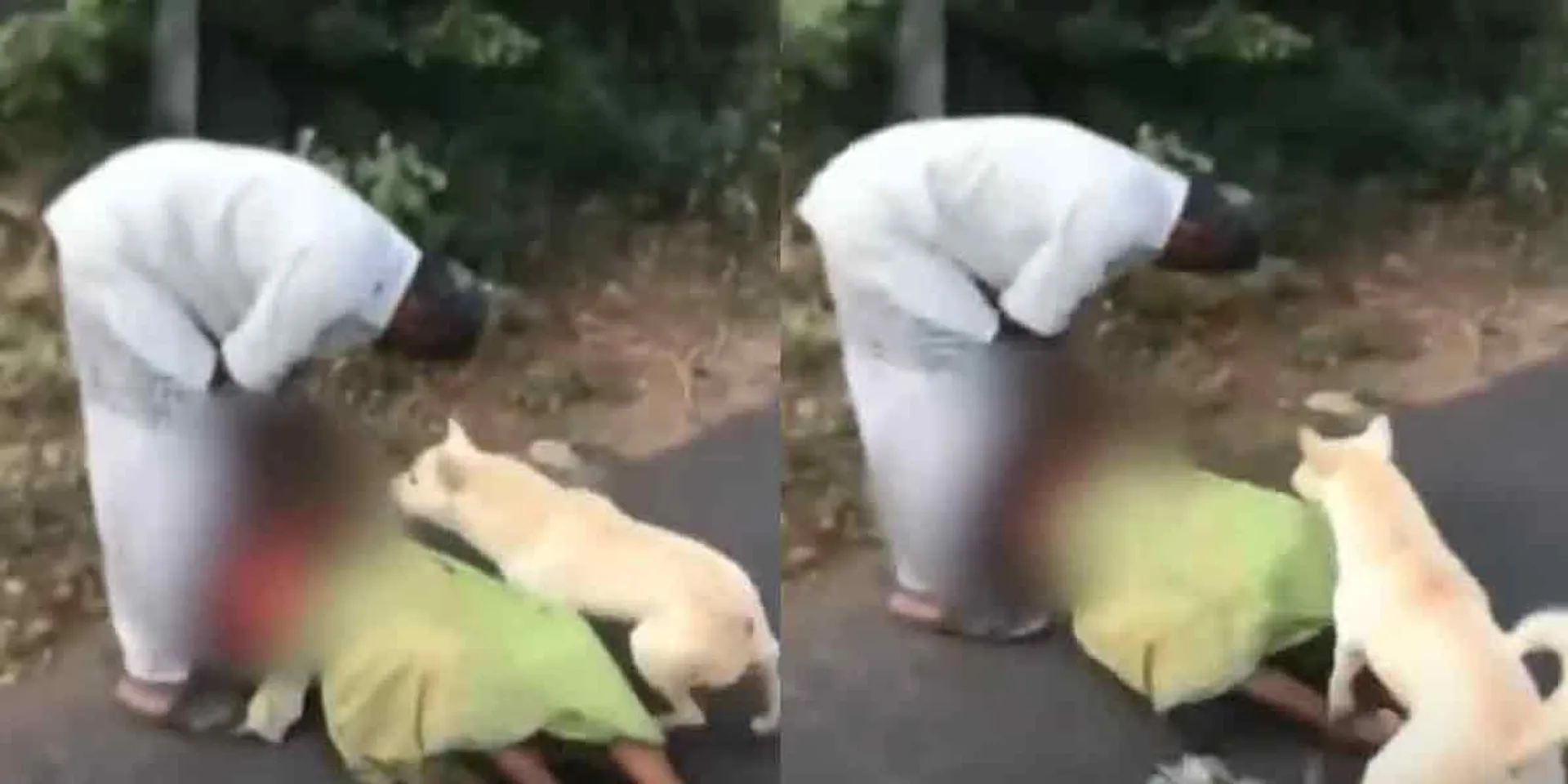 The son who lost his humanity ... The foster dog who tried to save his mother