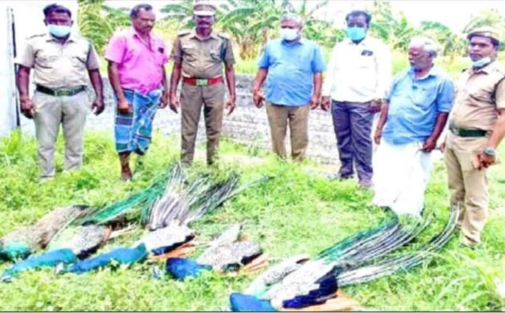 Farmers who sowed with chemicals ... Peacocks dying